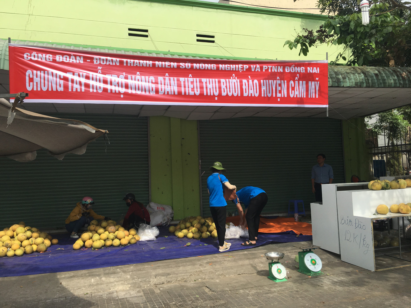 Hàng trăm tấn bưởi chờ 'giải cứu' ở Đồng Nai ảnh 4