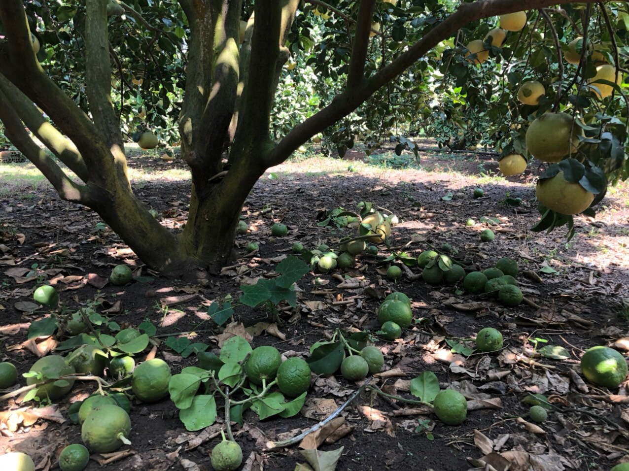 Hàng trăm tấn bưởi chờ 'giải cứu' ở Đồng Nai ảnh 3