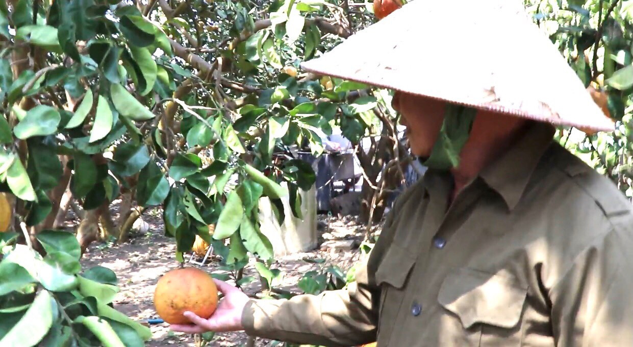 Hàng trăm tấn bưởi chờ 'giải cứu' ở Đồng Nai ảnh 1