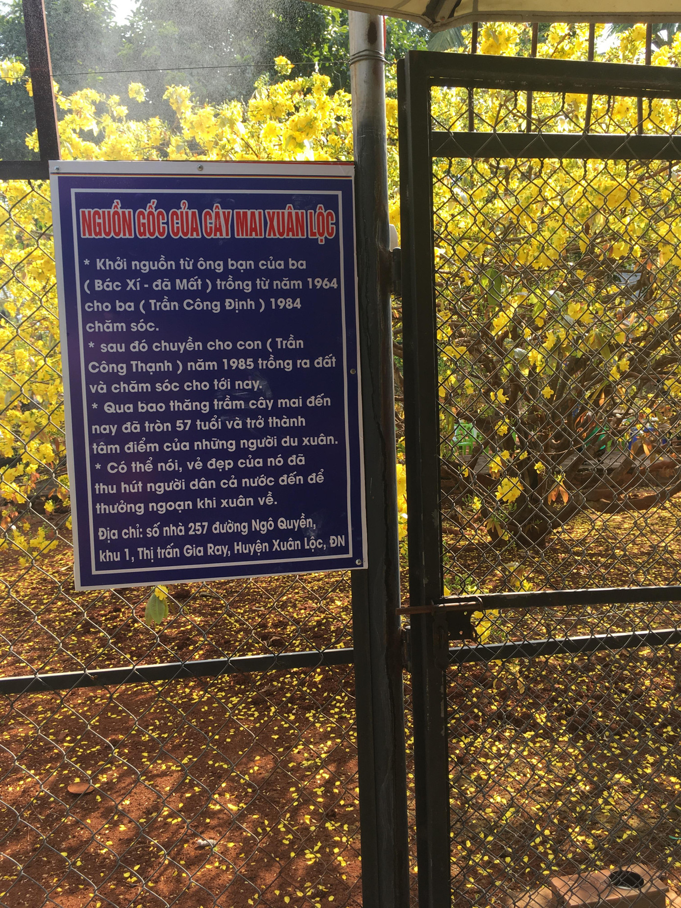 Nườm nượp du khách đến 'check-in' tại cây mai vàng 57 tuổi ở Đồng Nai ảnh 4