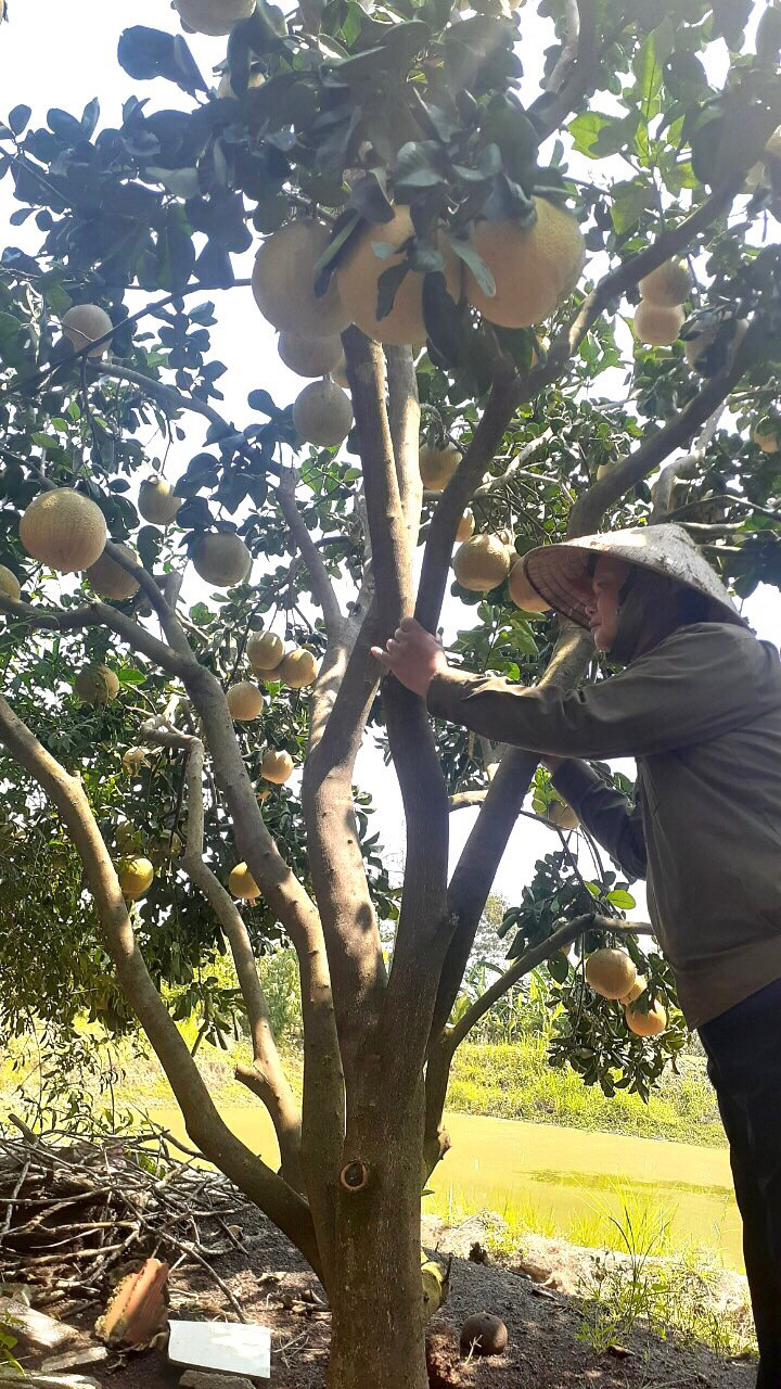 Hàng trăm tấn bưởi chờ 'giải cứu' ở Đồng Nai ảnh 2