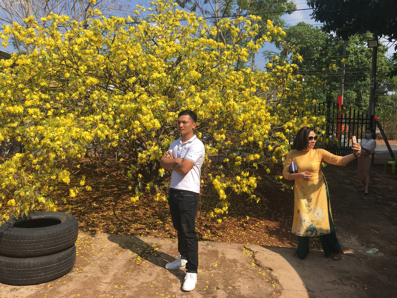 Nườm nượp du khách đến 'check-in' tại cây mai vàng 57 tuổi ở Đồng Nai ảnh 2