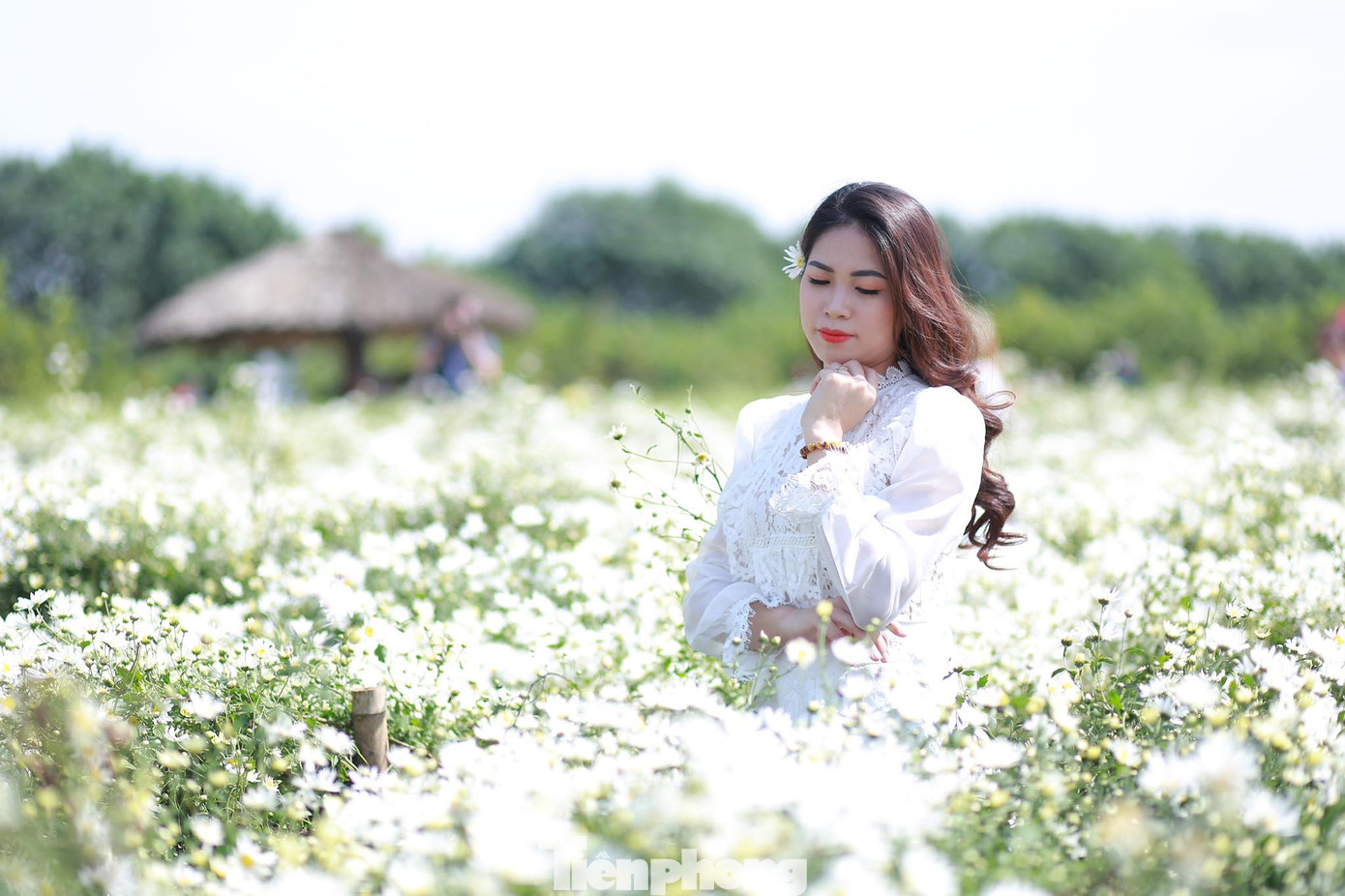 Nghìn người chen chân chụp ảnh cúc họa mi, dịch vụ 'ăn theo' hốt bạc ảnh 9