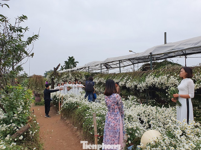 Nghìn người chen chân chụp ảnh cúc họa mi, dịch vụ 'ăn theo' hốt bạc ảnh 4