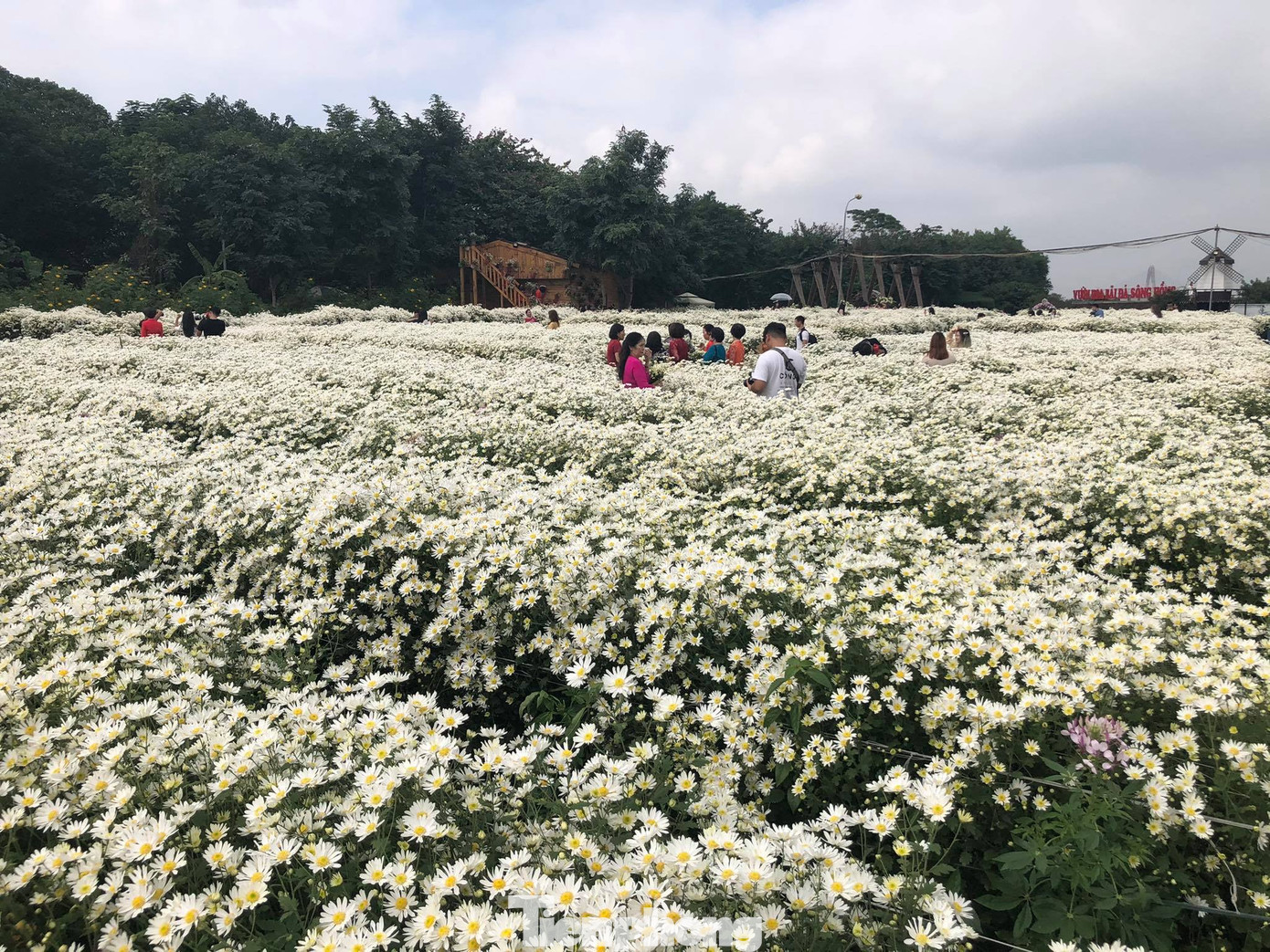 Nghìn người chen chân chụp ảnh cúc họa mi, dịch vụ 'ăn theo' hốt bạc ảnh 7