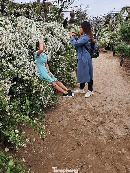 Nghìn người chen chân chụp ảnh cúc họa mi, dịch vụ 'ăn theo' hốt bạc ảnh 2