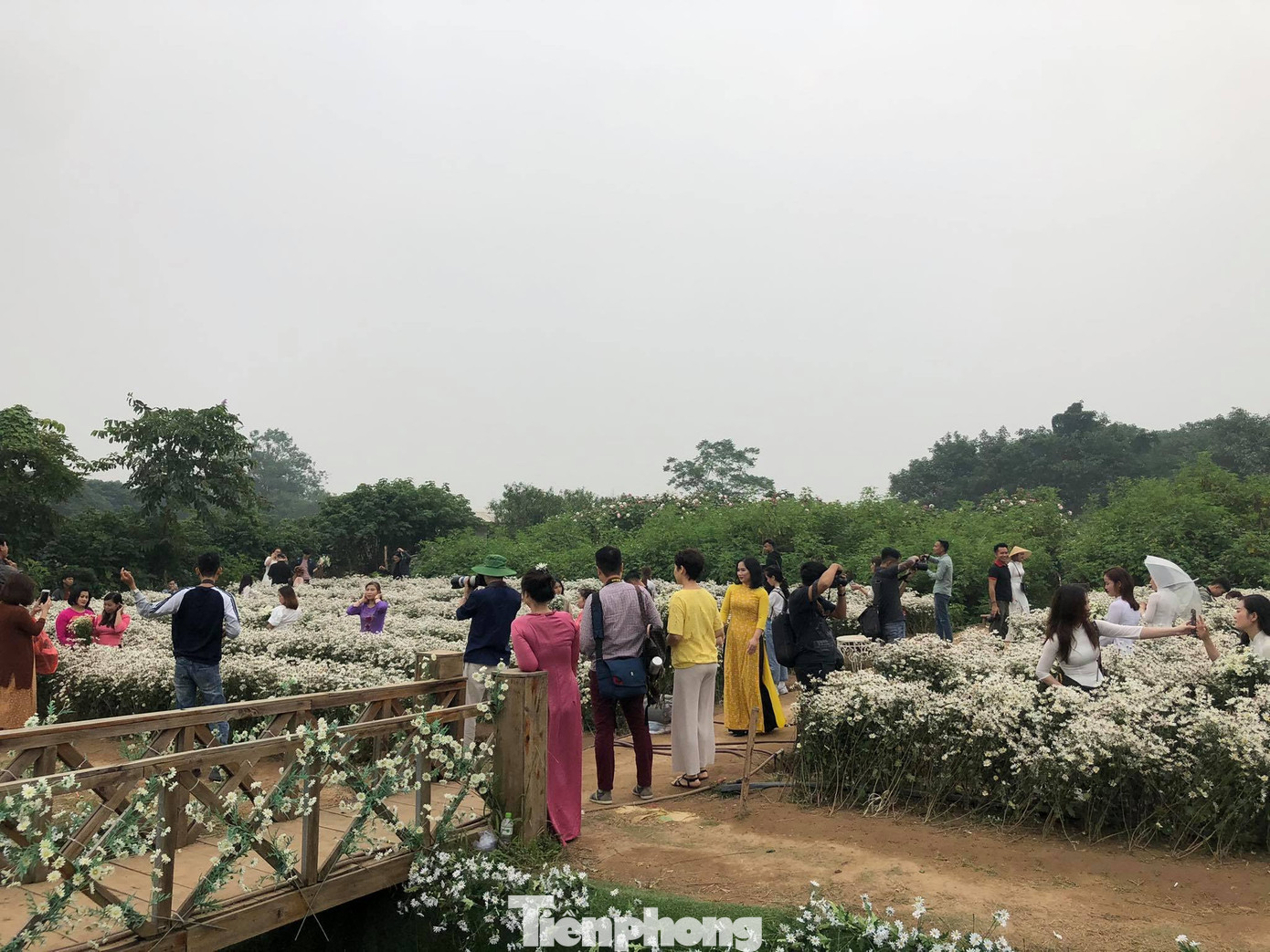 Nghìn người chen chân chụp ảnh cúc họa mi, dịch vụ 'ăn theo' hốt bạc ảnh 5