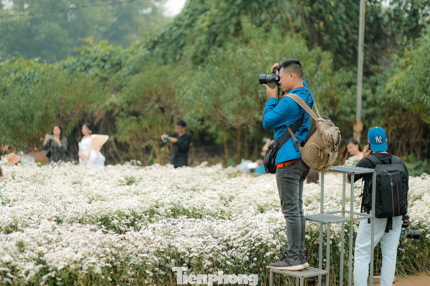 Nghìn người chen chân chụp ảnh cúc họa mi, dịch vụ 'ăn theo' hốt bạc ảnh 8