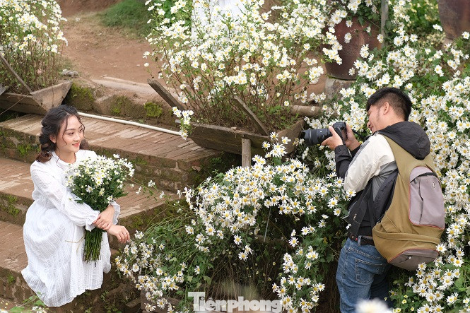 Nghìn người chen chân chụp ảnh cúc họa mi, dịch vụ 'ăn theo' hốt bạc ảnh 12