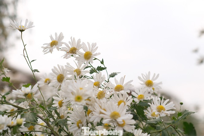 Nghìn người chen chân chụp ảnh cúc họa mi, dịch vụ 'ăn theo' hốt bạc ảnh 15