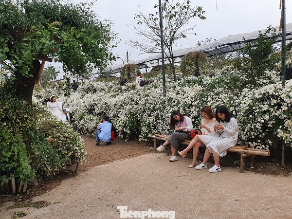 Nghìn người chen chân chụp ảnh cúc họa mi, dịch vụ 'ăn theo' hốt bạc ảnh 1