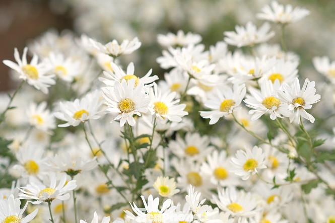 Nghìn người chen chân chụp ảnh cúc họa mi, dịch vụ 'ăn theo' hốt bạc ảnh 14