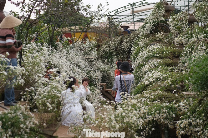 Nghìn người chen chân chụp ảnh cúc họa mi, dịch vụ 'ăn theo' hốt bạc ảnh 10