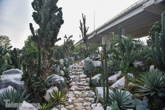 Vườn xương rồng độc đáo giữa Hà Nội ảnh 1