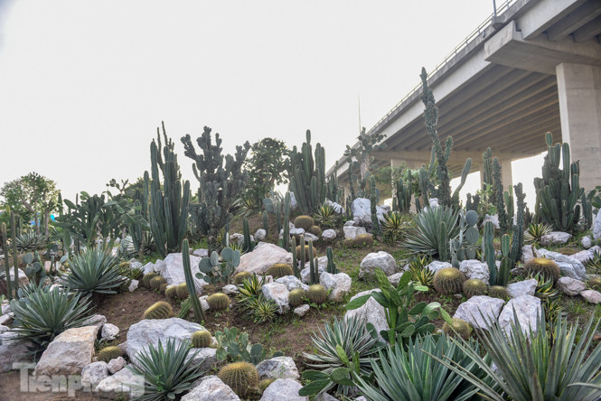 Vườn xương rồng độc đáo giữa Hà Nội ảnh 2