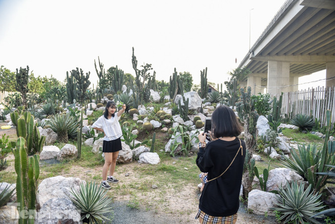 Vườn xương rồng độc đáo giữa Hà Nội ảnh 4