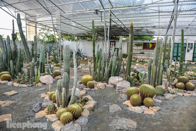 Vườn xương rồng độc đáo giữa Hà Nội ảnh 11