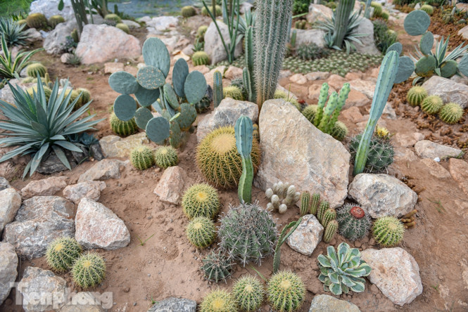 Vườn xương rồng độc đáo giữa Hà Nội ảnh 9