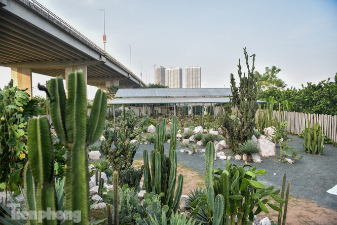 Vườn xương rồng độc đáo giữa Hà Nội ảnh 13