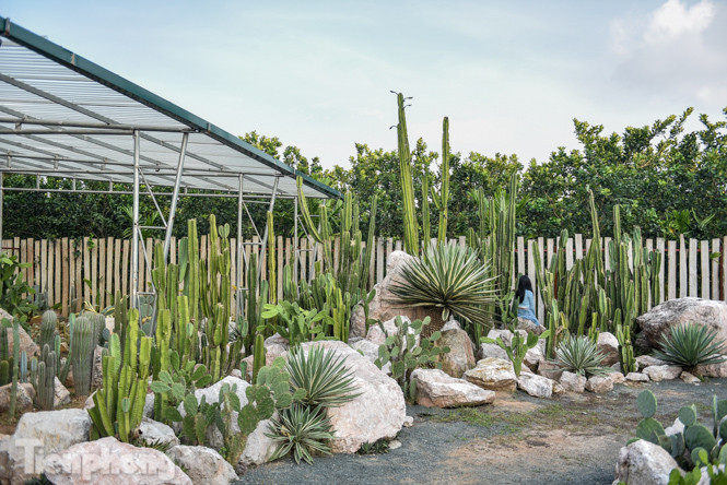 Vườn xương rồng độc đáo giữa Hà Nội ảnh 12