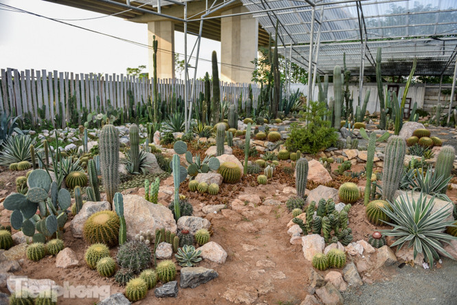 Vườn xương rồng độc đáo giữa Hà Nội ảnh 8