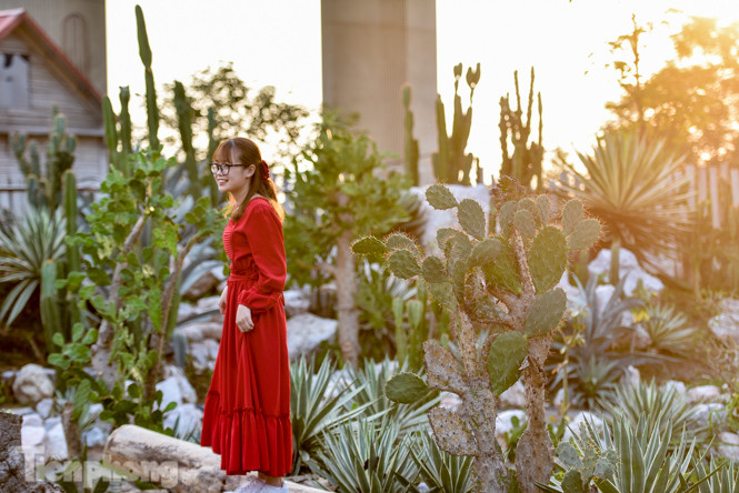 Vườn xương rồng độc đáo giữa Hà Nội ảnh 15