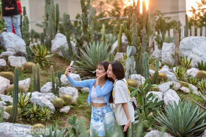 Vườn xương rồng độc đáo giữa Hà Nội ảnh 5