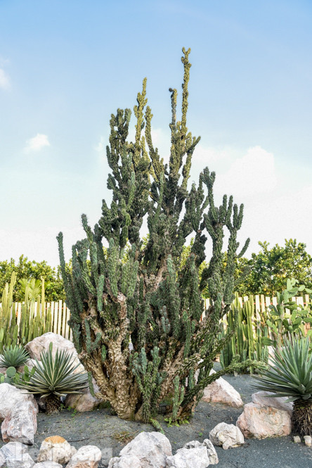 Vườn xương rồng độc đáo giữa Hà Nội ảnh 3