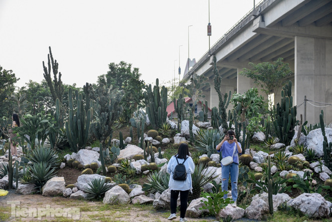 Vườn xương rồng độc đáo giữa Hà Nội ảnh 7