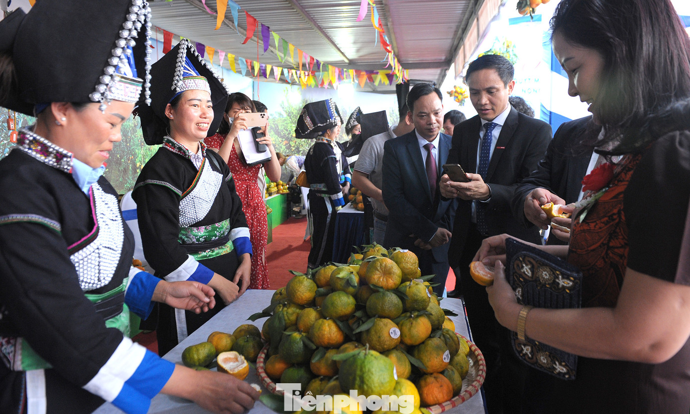 Tuần lễ quýt ngọt biên giới Mường Khương tại Hà Nội ảnh 5