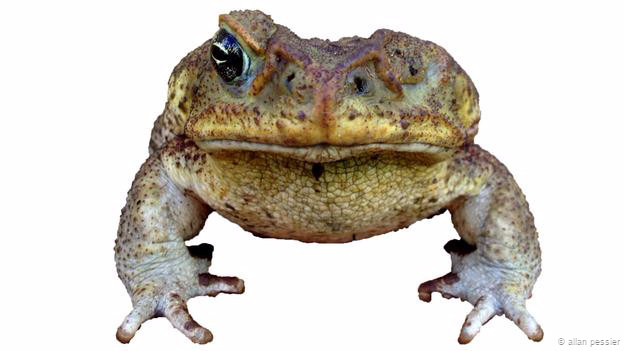 1001 thắc mắc: Vì sao cóc Surinam lại sinh được con trên lưng? ảnh 1