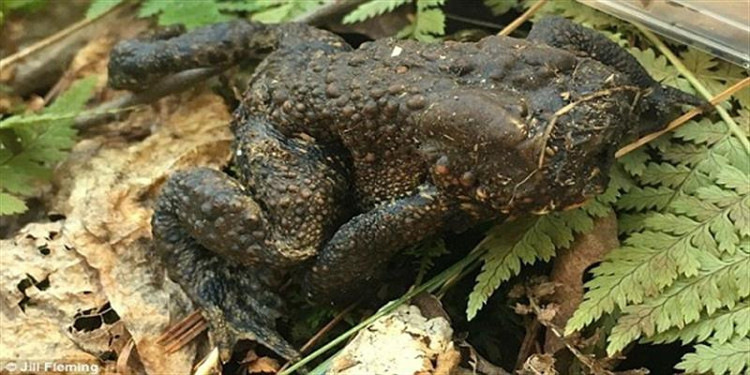 1001 thắc mắc: Vì sao cóc Surinam lại sinh được con trên lưng? ảnh 2