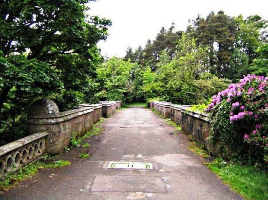 1001 thắc mắc: Chó hóa sói thế nào, cầu tự sát của chó nằm ở đâu? ảnh 5