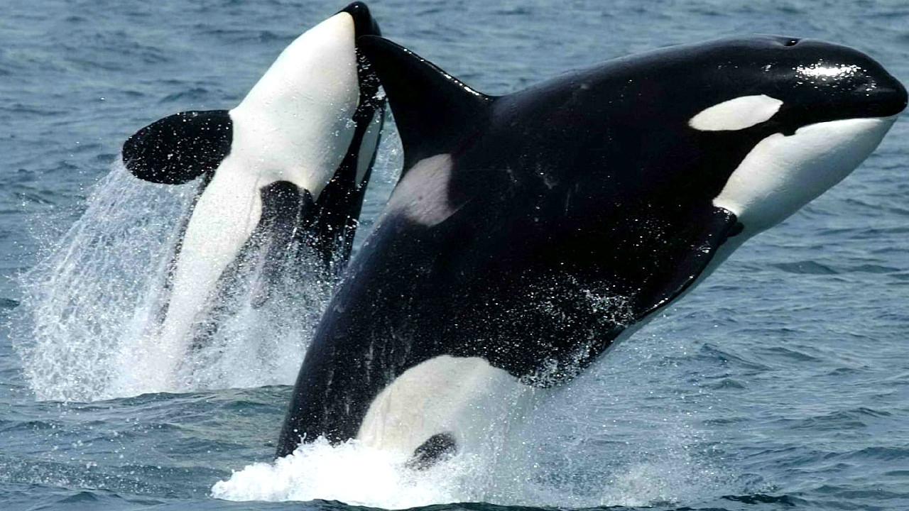 1001 thắc mắc: Vì sao lại có hiện tượng cá voi tự sát tập thể ảnh 2