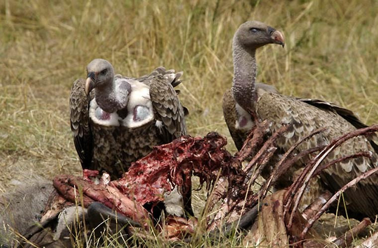 1001 thắc mắc: Vì sao kền kền lại khoái ăn xác chết? ảnh 1