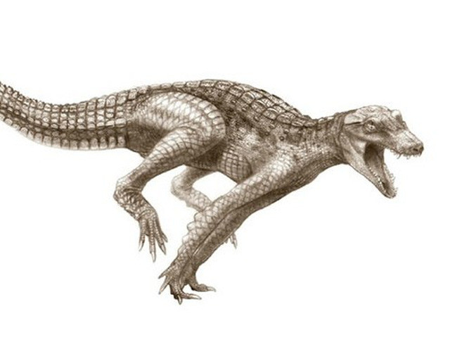 1001 thắc mắc: Tại sao cá sấu - sát thủ đầm lầy lại sợ hà mã? ảnh 1