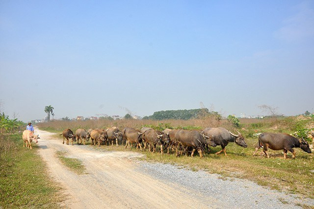 Cổ đông Vinaconex tranh cãi số phận dự án Splendora An Khánh 'mắc cạn' cả thập kỷ ảnh 2