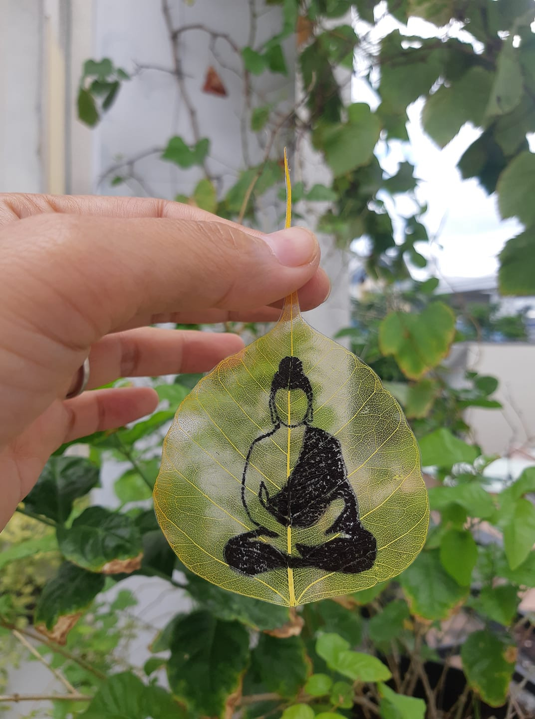 Cứu cánh từ lá bồ đề ảnh 1