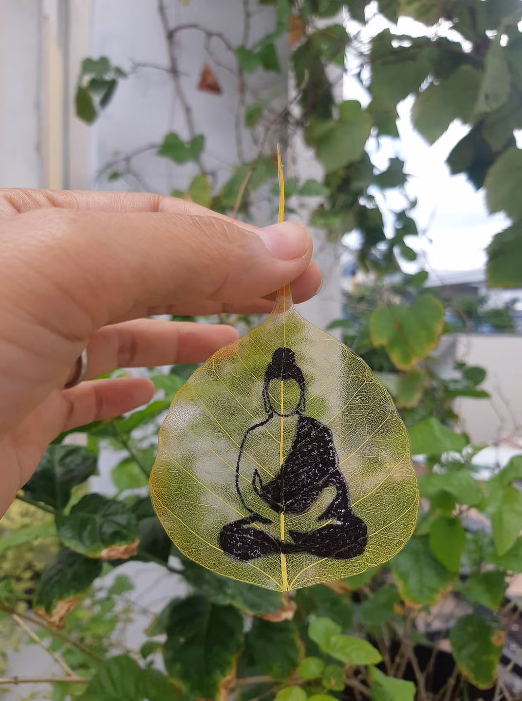 Cứu cánh từ lá bồ đề ảnh 1