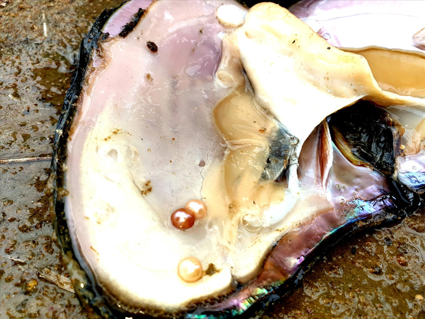 Trai nhả ngọc - sự lạ ở M’đrắk ảnh 1