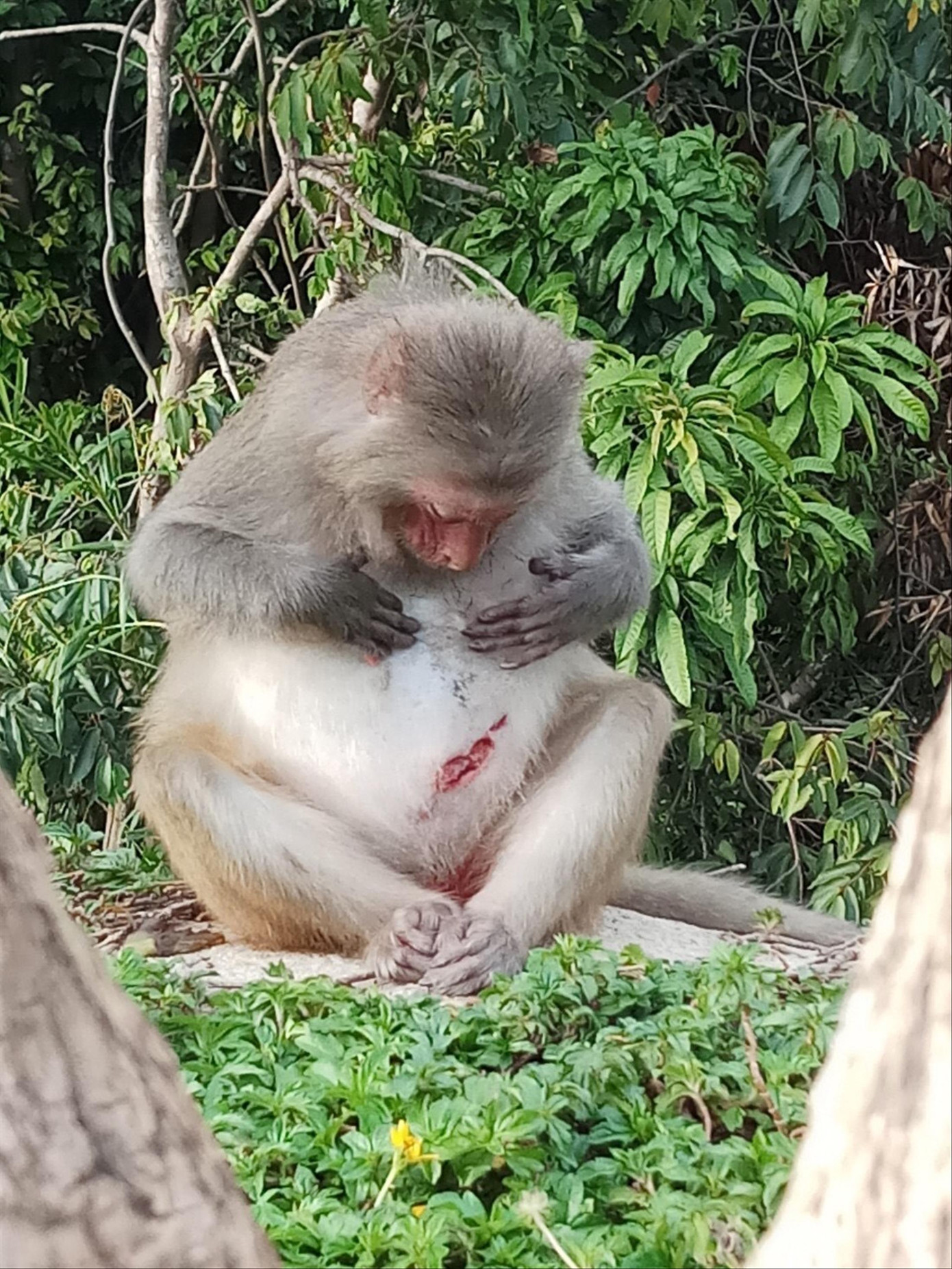 Vì sao khỉ trên núi Sơn Trà đầy thương tích? ảnh 1