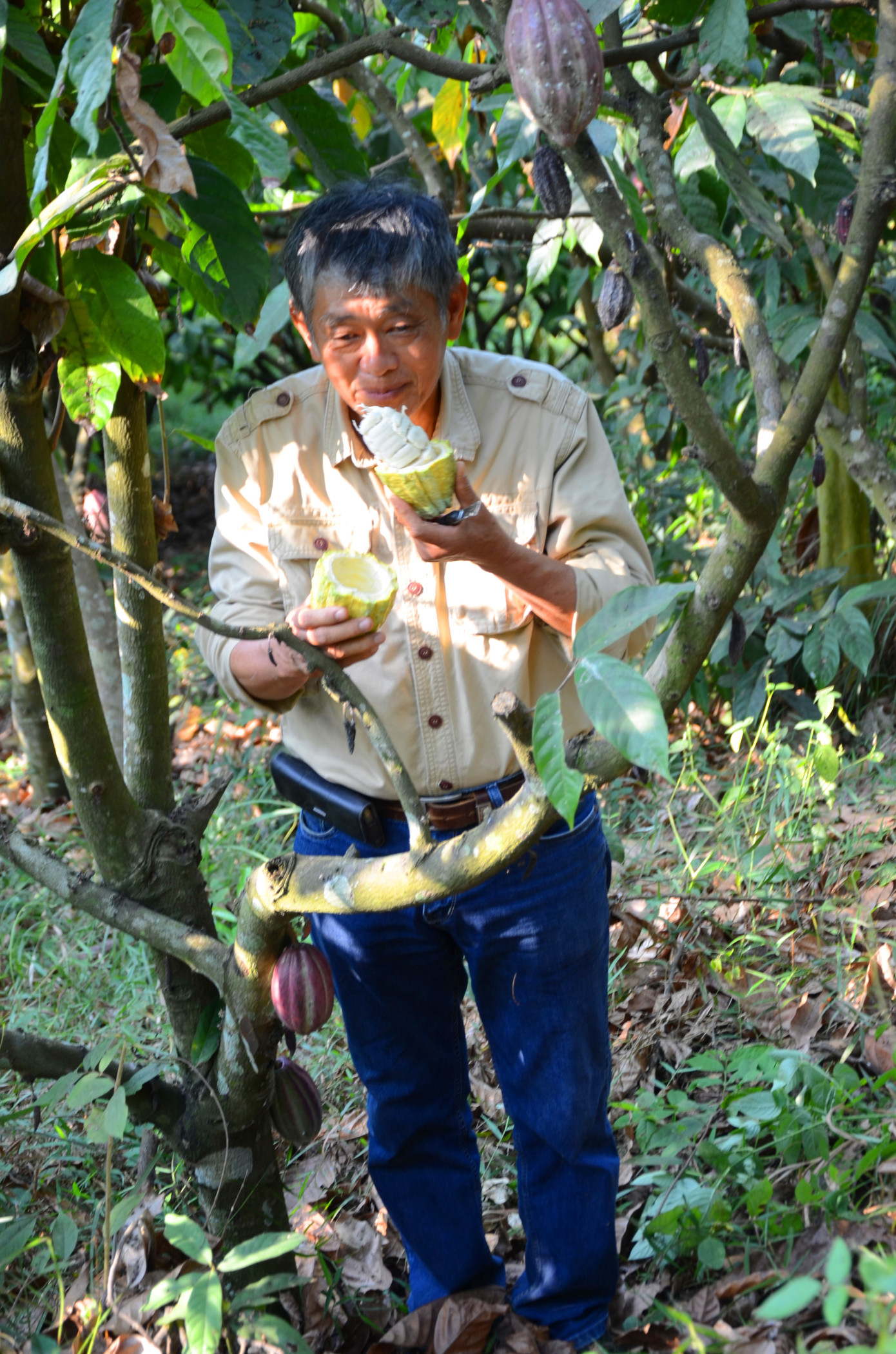 Ngọt thơm ca cao Đồi Đá ảnh 1