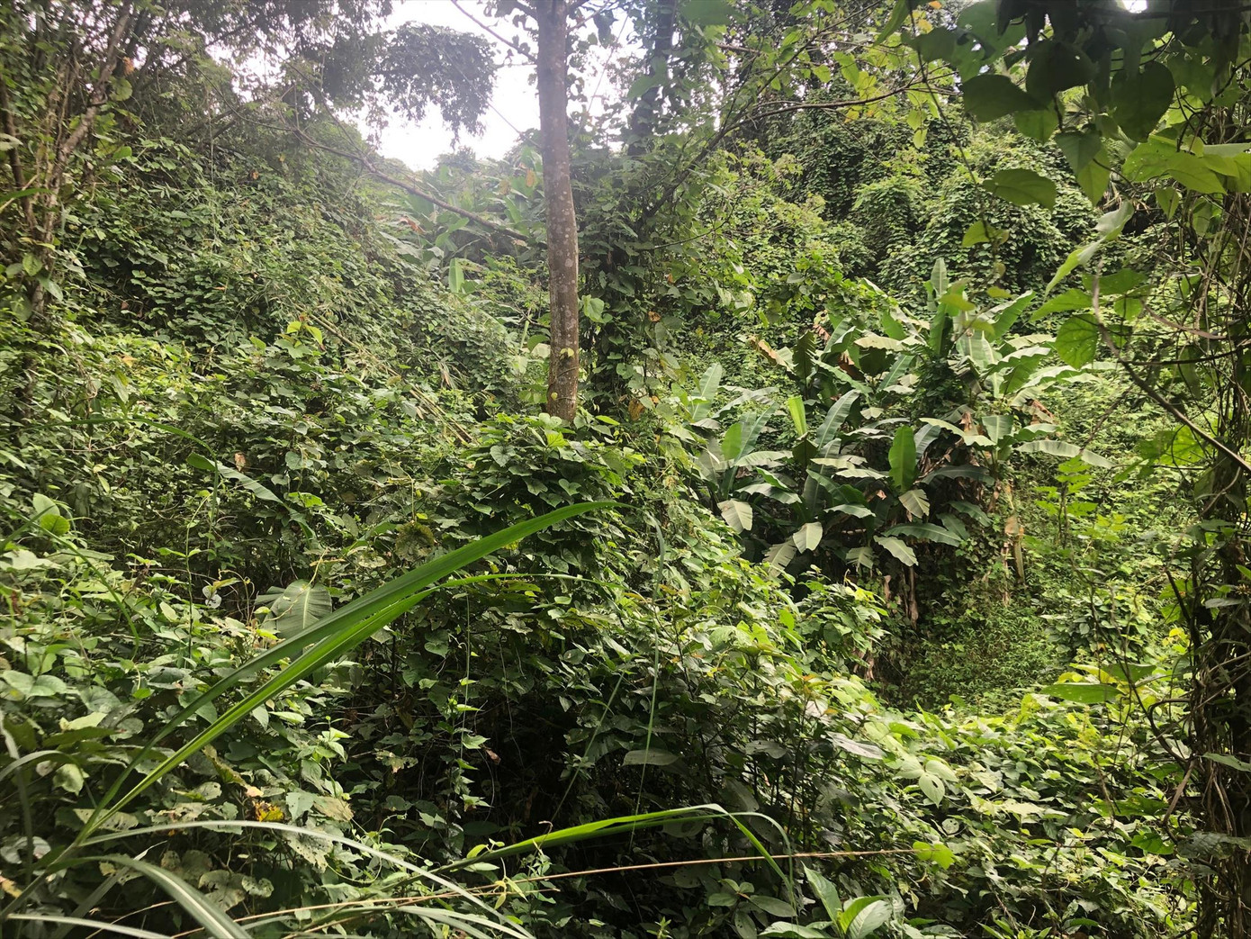 Kho báu vua Hàm Nghi, sự thật và huyền thoại: Kết cục bi thương ảnh 1