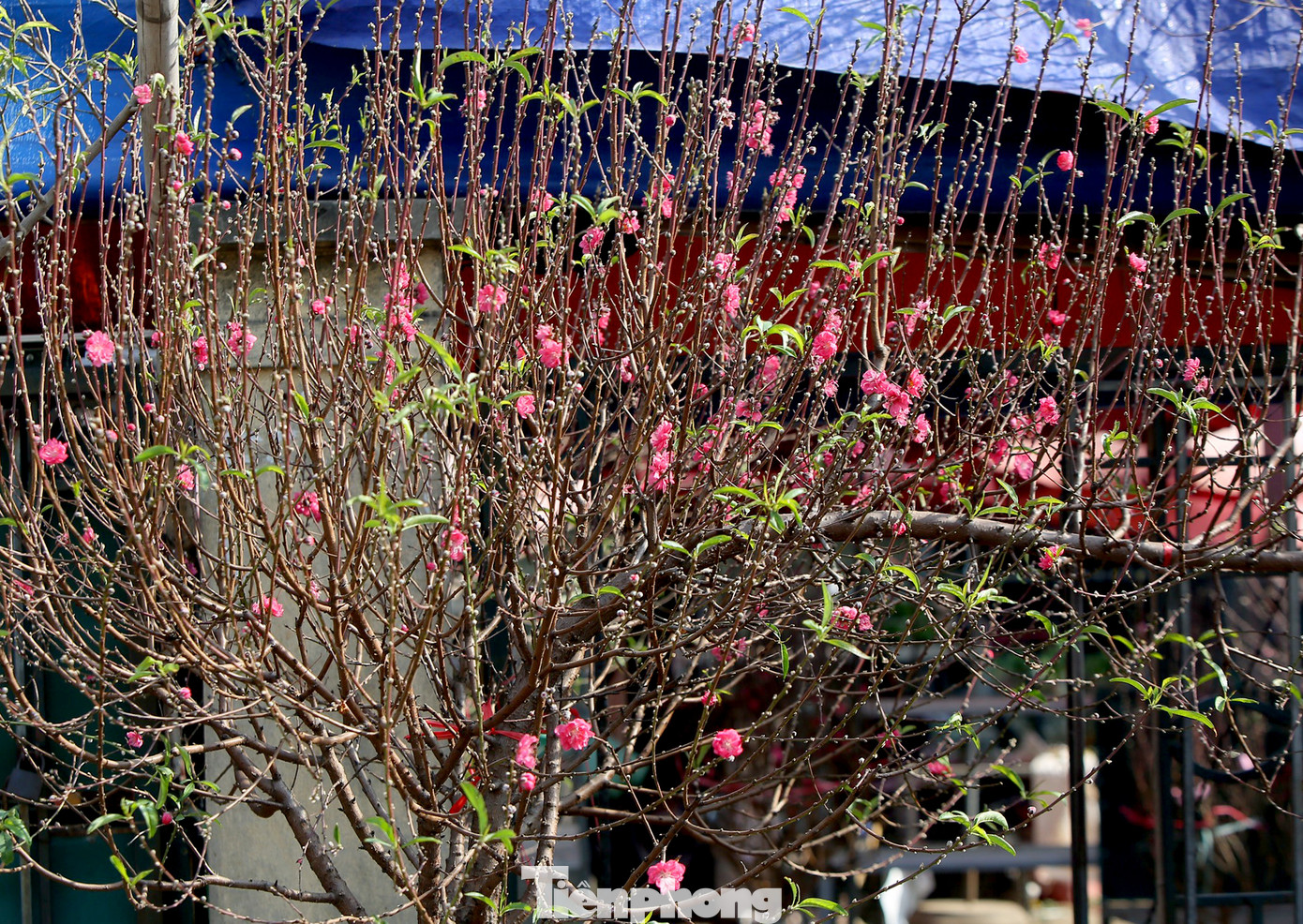 Đào Tết nở sớm đổ bộ khoe sắc phố phường ảnh 15