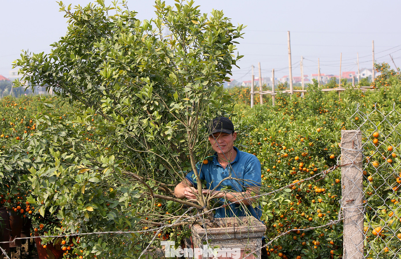 Vựa hoa cây cảnh lớn nhất miền bắc vào vụ Tết ảnh 10