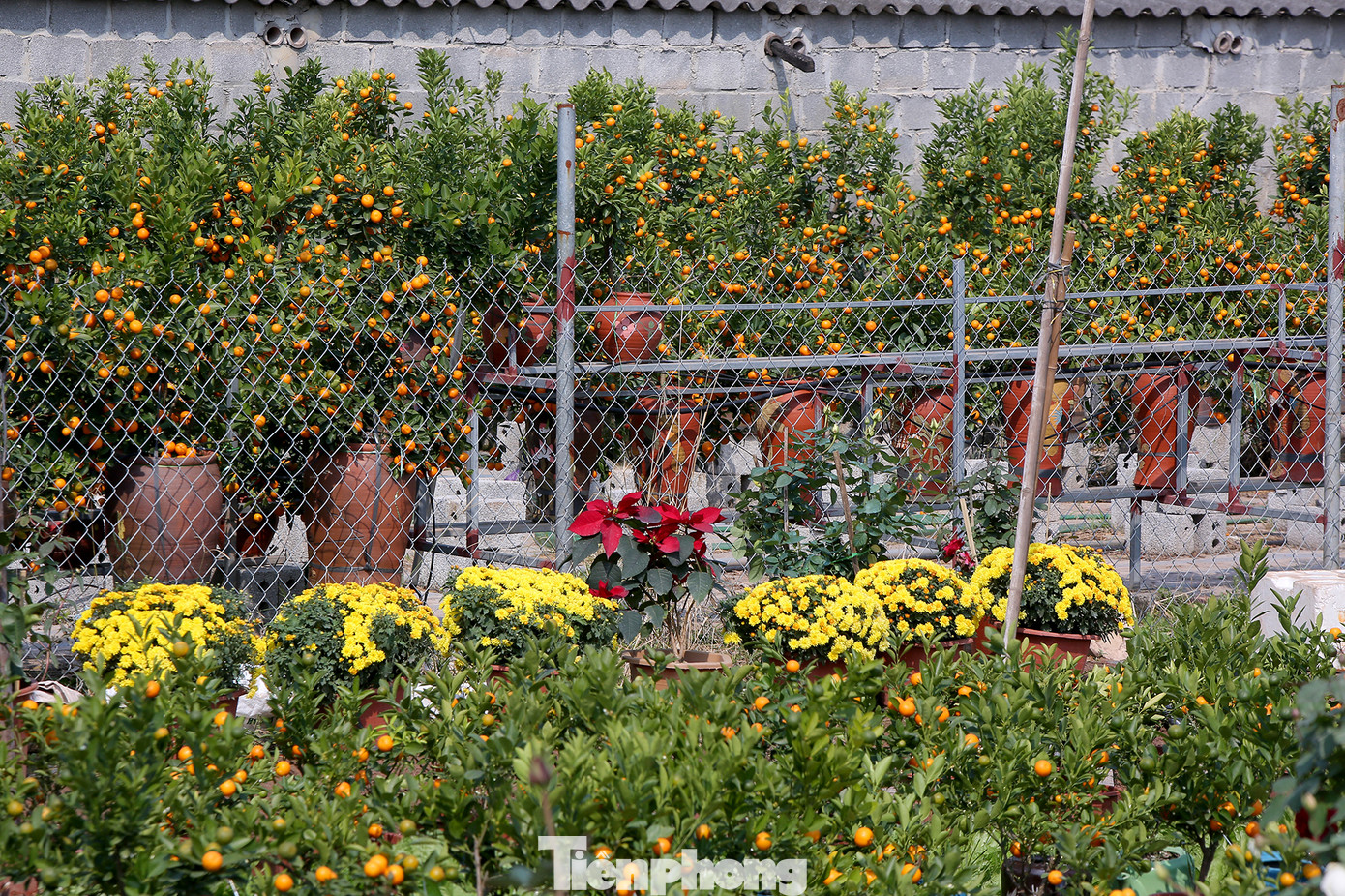 Vựa hoa cây cảnh lớn nhất miền bắc vào vụ Tết ảnh 6