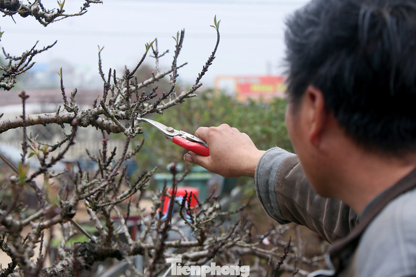 Thời tiết thất thường, đào Thất Thốn vào buồng điều hoà chờ Tết ảnh 11