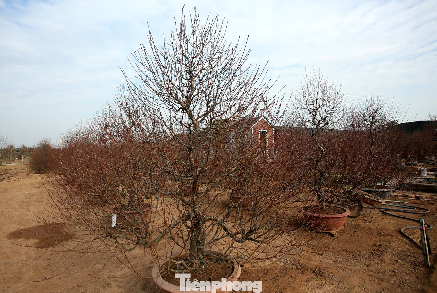 Cận cảnh những bông đào bung nở sớm khoe sắc trên vườn hoa Nhật Tân ảnh 12