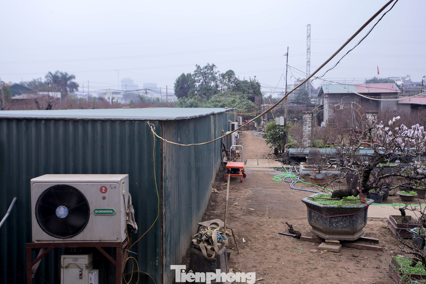 Thời tiết thất thường, đào Thất Thốn vào buồng điều hoà chờ Tết ảnh 12