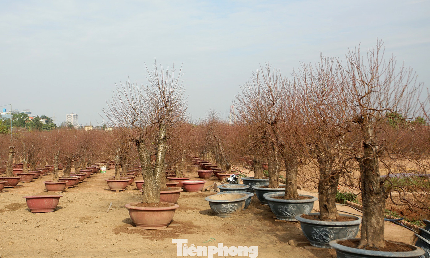 Cận cảnh những bông đào bung nở sớm khoe sắc trên vườn hoa Nhật Tân ảnh 10